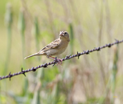 Grasshopper Sparrow